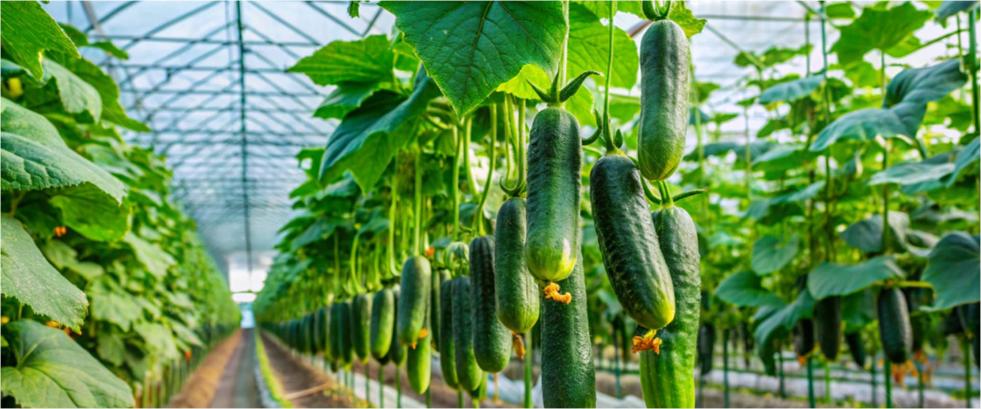 خرید و فروش گلخانه صنعتی در ملارد شهریار رباط کریم تهران